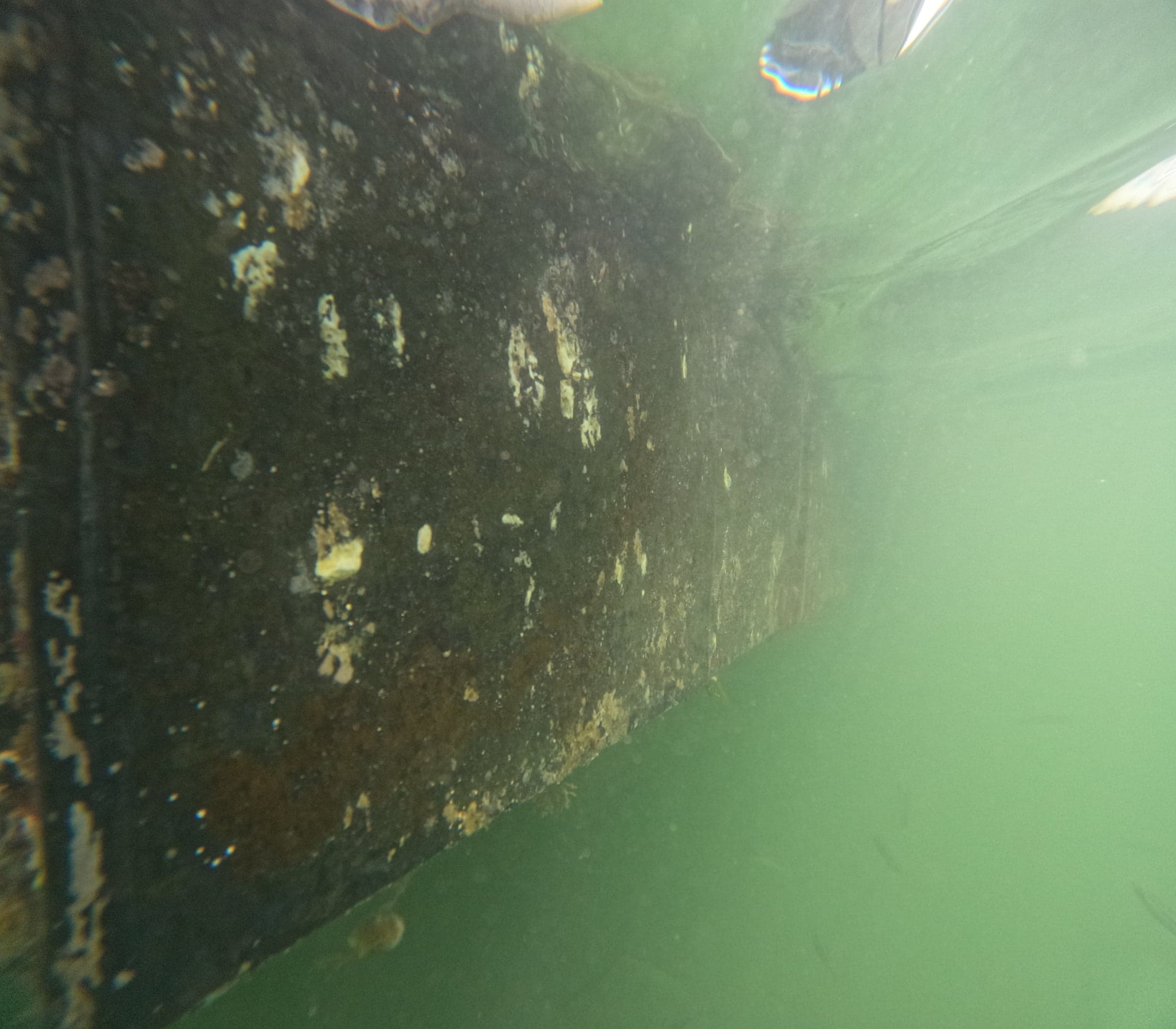 Side of a dock float covered in mature marine growth with diver fin visible