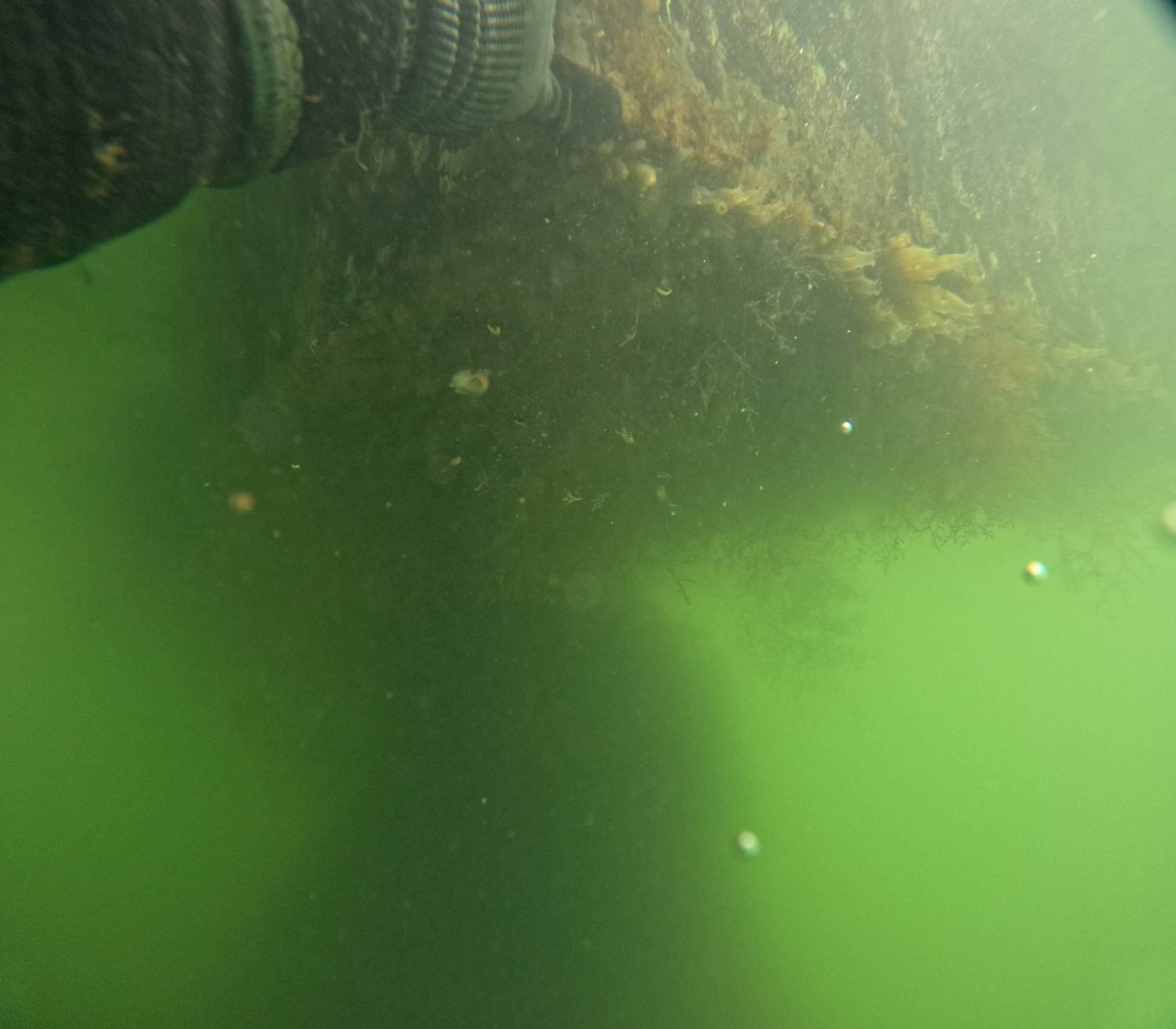 Underwater closeup of a fouled dock piling with mussels and algae