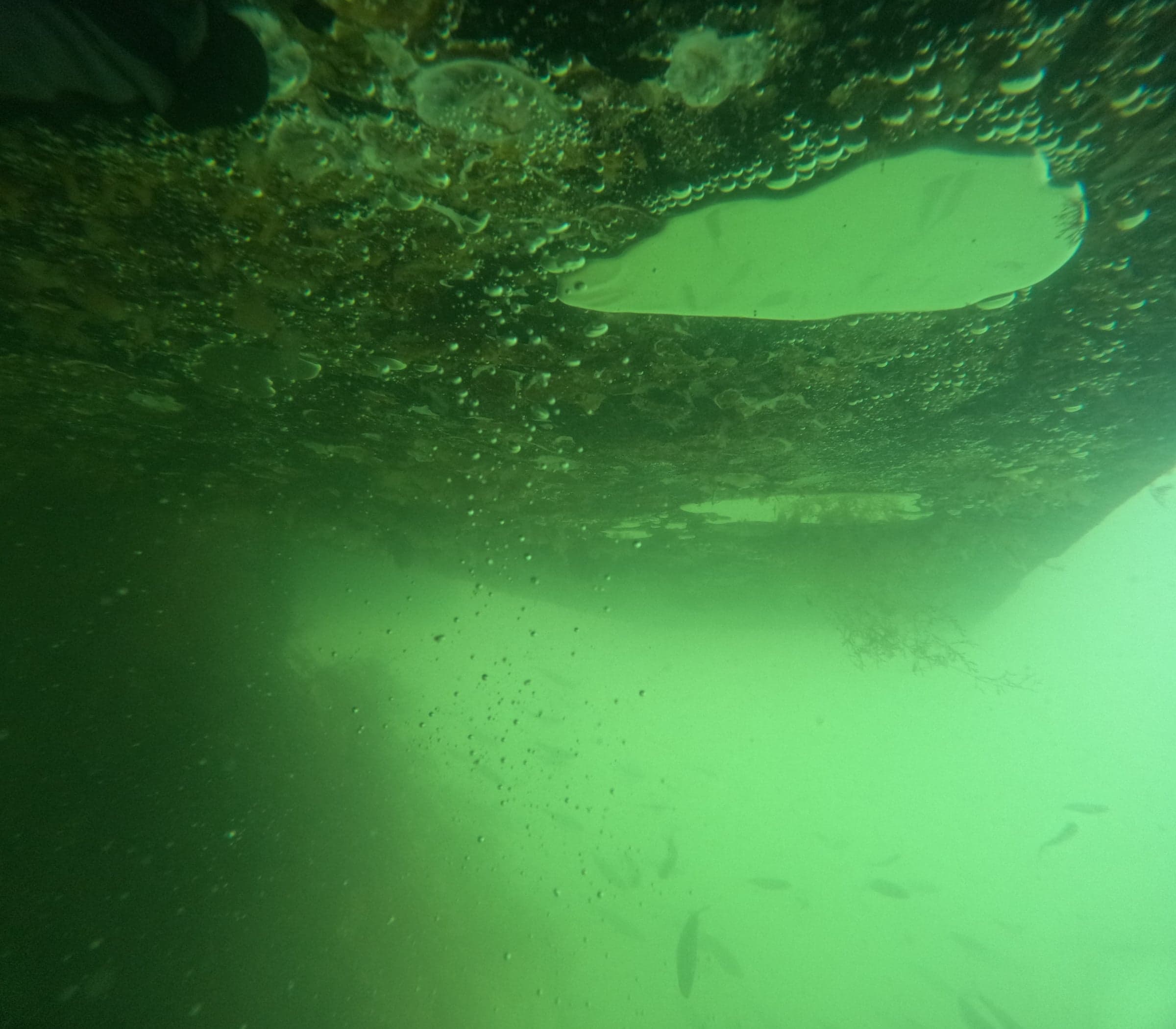 Looking up at the underside of a floating dock with bubbles trapped in growth