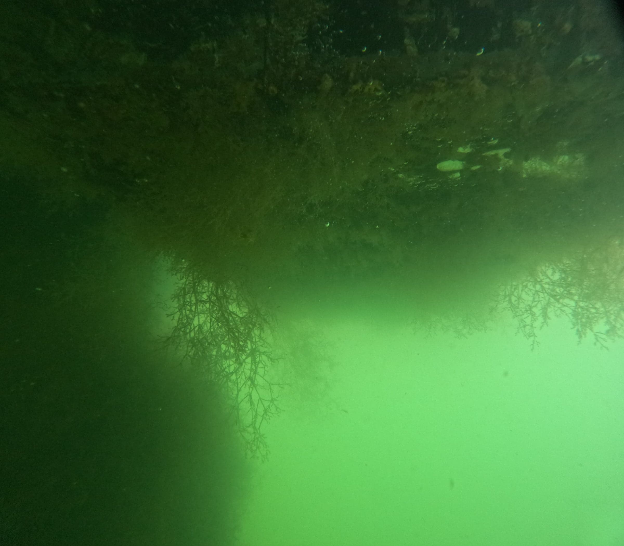 Long strands of marine growth hanging from the underside of a floating dock