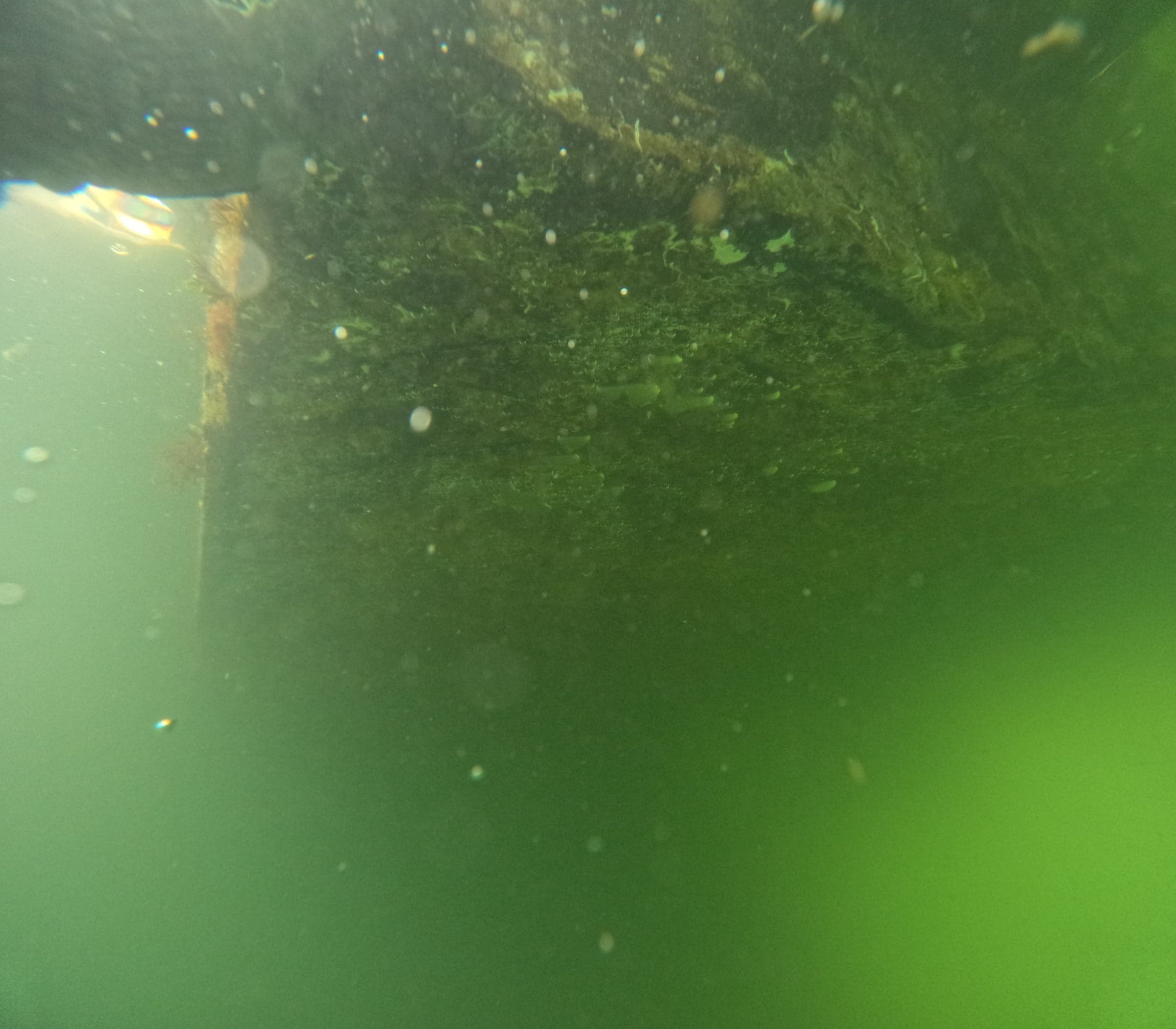 Underwater wood piling with fouling visible near the surface