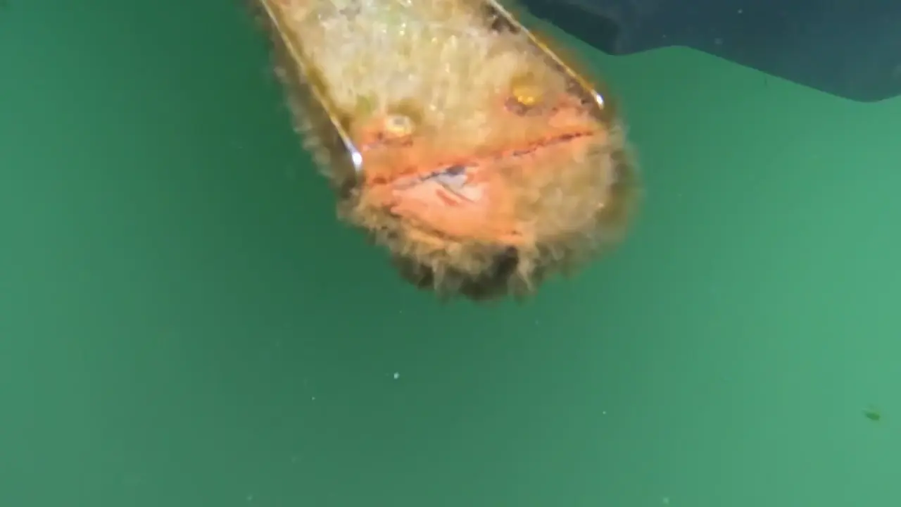Corrosion on transducer mount — Water Works Yacht Services, Southern California