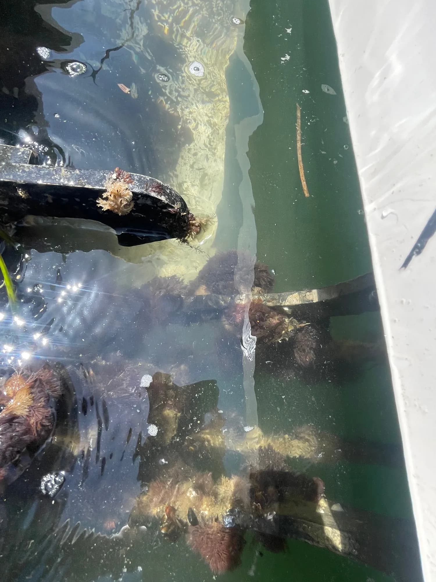Growth inside swim platform — hydrohoist system — Water Works Yacht Services, Southern California