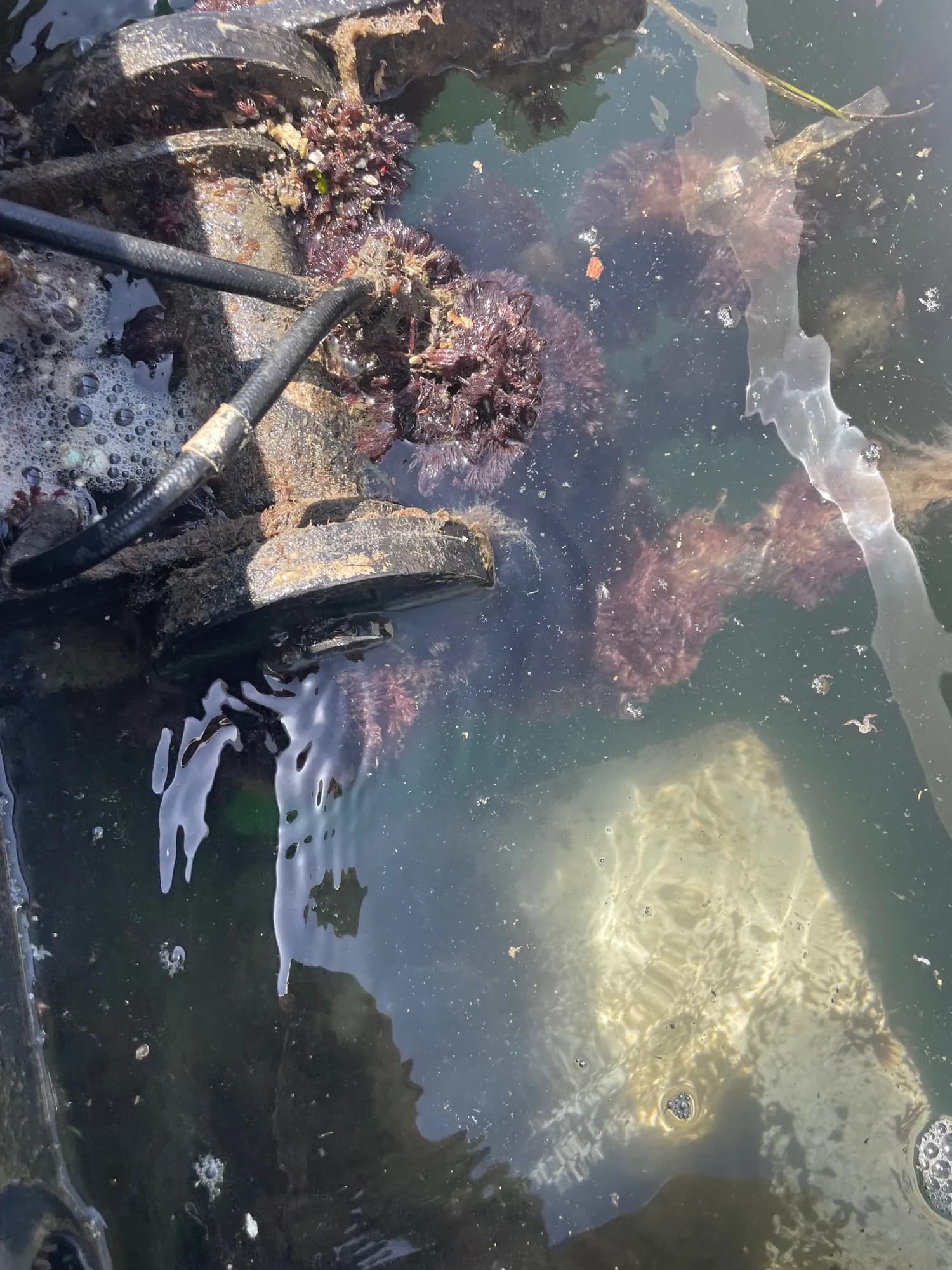 Growth inside swim platform — hydrohoist system — Water Works Yacht Services, Southern California