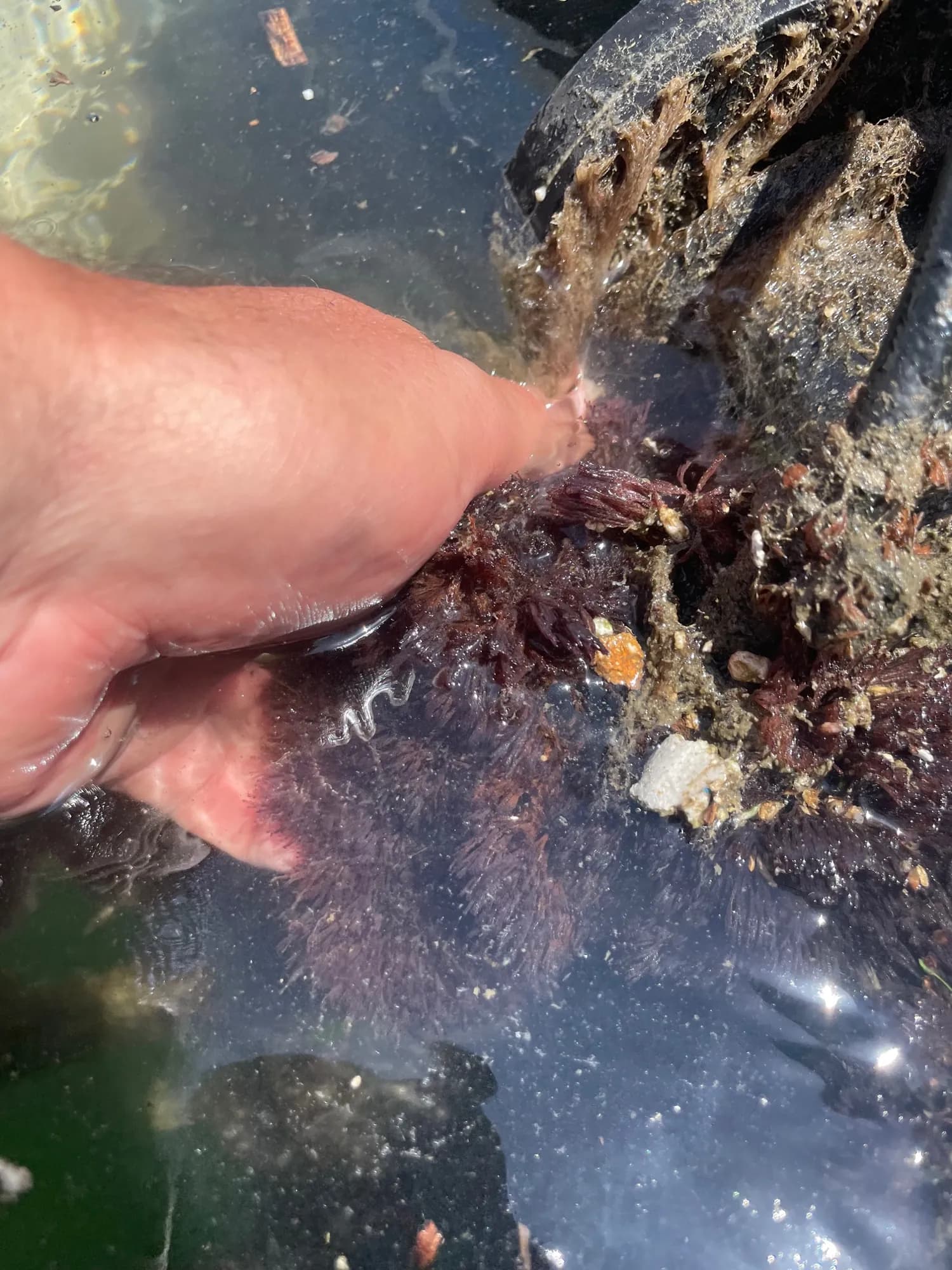 Growth inside swim platform — hydrohoist system — Water Works Yacht Services, Southern California