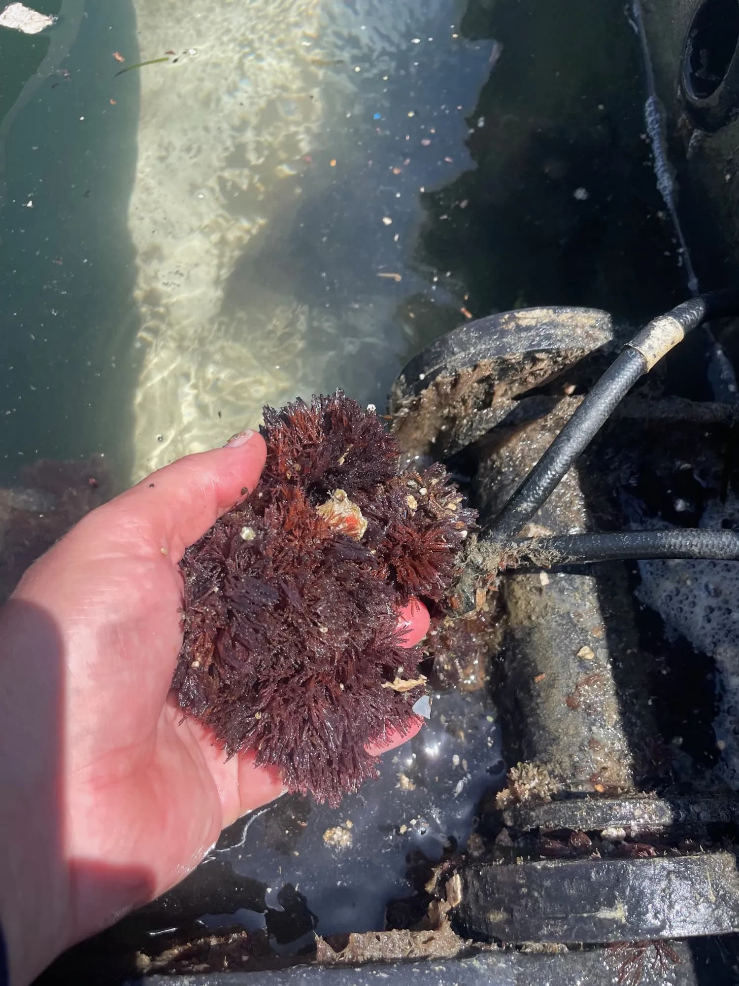 Growth inside swim platform — hydrohoist system — Water Works Yacht Services, Southern California