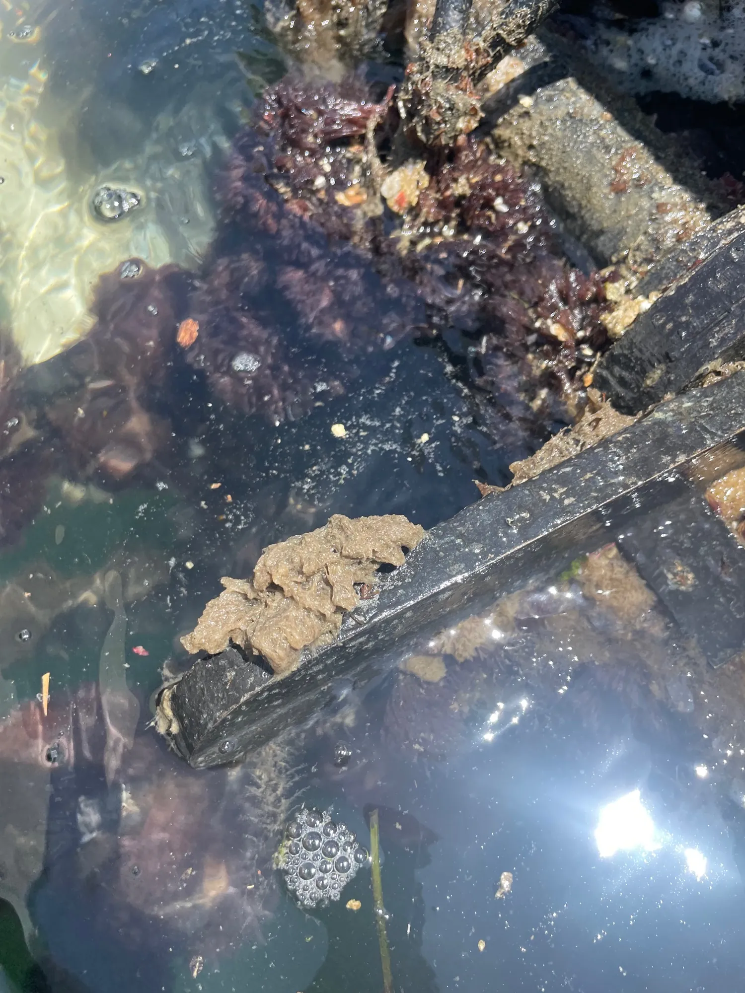 Growth inside swim platform — hydrohoist system — Water Works Yacht Services, Southern California