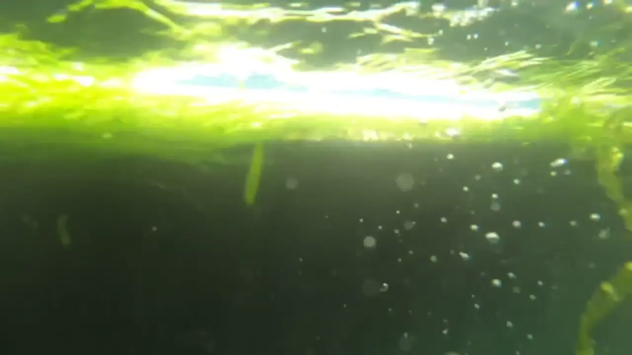 Growth on gelcoat from waterline being too low — Water Works Yacht Services, Southern California